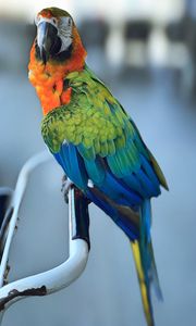 Превью обои ара, попугай, клюв, птица