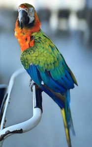 Превью обои ара, попугай, клюв, птица