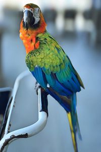 Превью обои ара, попугай, клюв, птица