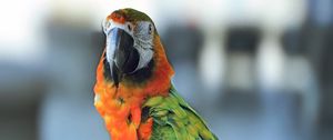Превью обои ара, попугай, клюв, птица