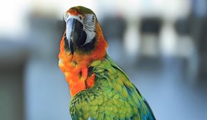 Превью обои ара, попугай, клюв, птица
