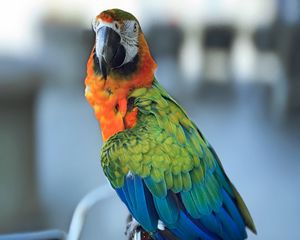 Превью обои ара, попугай, клюв, птица