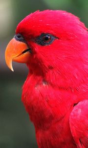 Превью обои ара, попугай, красный, яркий