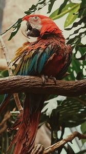 Превью обои ара, попугай, птица, разноцветный