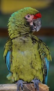 Превью обои ара, попугай, птица, зеленый