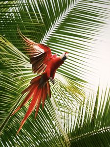 Превью обои ара, попугай, птица, пальмы, полет