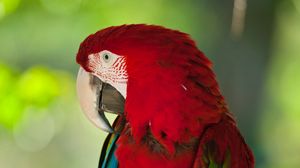 Превью обои ара, попугай, птица, окрас, красный, дикая природа