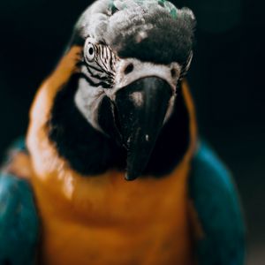 Превью обои ара, попугай, птица, разноцветный, взгляд