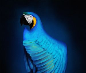 Превью обои ара, попугай, птица, синий, арт