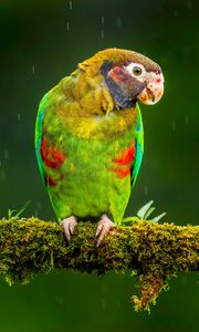 Превью обои ара, попугай, птица, яркий