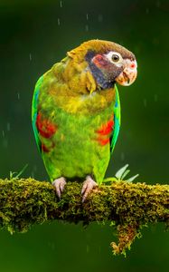 Превью обои ара, попугай, птица, яркий