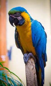 Превью обои ара, попугай, птица, перья, яркий