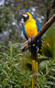 Превью обои ара, попугай, птица, хвост, яркий