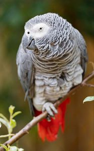 Превью обои ара, попугай, птица, взгляд, ветка