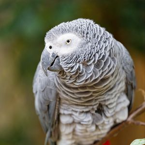 Превью обои ара, попугай, птица, взгляд, ветка