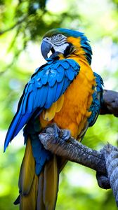 Превью обои ара, попугай, птица, яркий, разноцветный