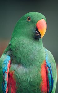 Превью обои ара, попугай, птица, зеленый, разноцветный