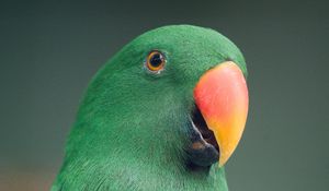 Превью обои ара, попугай, птица, зеленый, разноцветный