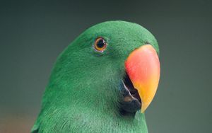 Превью обои ара, попугай, птица, зеленый, разноцветный