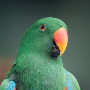 Превью обои ара, попугай, птица, зеленый, разноцветный