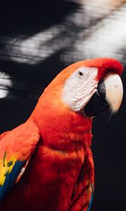 Превью обои ара, попугай, птица, красный