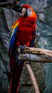 Превью обои ара, попугай, птица, разноцветный, красный