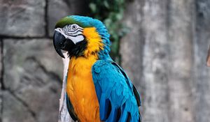 Превью обои ара, попугай, птица, ветка, разноцветный