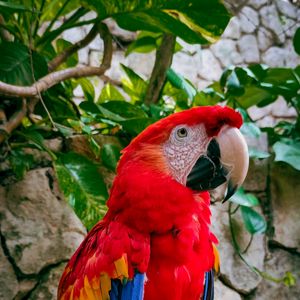 Превью обои ара, попугай, птица, ветки, листья