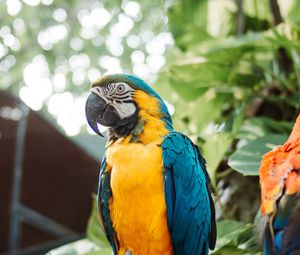 Превью обои ара, попугай, птица, ветка, листья, яркий