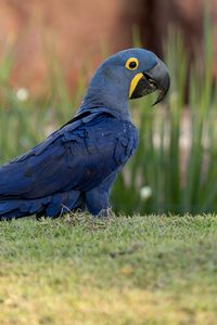 Превью обои ара, попугай, птица, синий