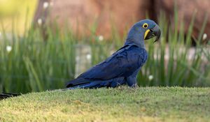 Превью обои ара, попугай, птица, синий