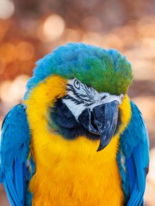 Превью обои ара, попугай, птица, клюв