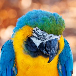 Превью обои ара, попугай, птица, клюв