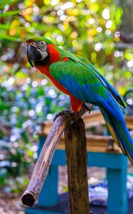 Превью обои ара, попугай, птица, жердь