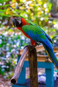Превью обои ара, попугай, птица, жердь