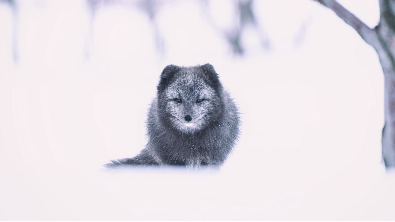 Обои арктическая лиса, лиса, серый, животное, снег