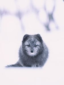 Превью обои арктическая лиса, лиса, серый, животное, снег