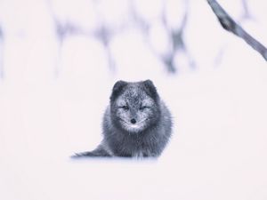 Превью обои арктическая лиса, лиса, серый, животное, снег