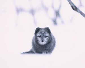 Превью обои арктическая лиса, лиса, серый, животное, снег