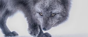 Превью обои арктическая лиса, лиса, взгляд, животное, серый