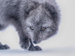 Превью обои арктическая лиса, лиса, взгляд, животное, серый