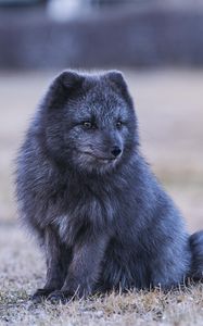 Превью обои арктическая лиса, лиса, животное, серый