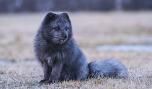 Превью обои арктическая лиса, лиса, животное, серый