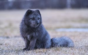 Превью обои арктическая лиса, лиса, животное, серый