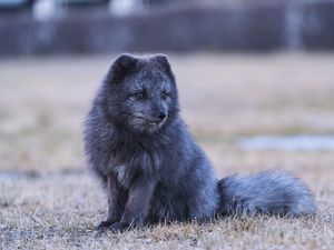 Превью обои арктическая лиса, лиса, животное, серый