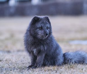 Превью обои арктическая лиса, лиса, животное, серый