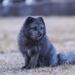 Превью обои арктическая лиса, лиса, животное, серый