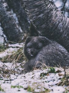 Превью обои арктическая лиса, лиса, животное, серый, пушистый