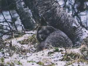 Превью обои арктическая лиса, лиса, животное, серый, пушистый