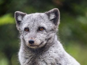 Превью обои арктическая лиса, животное, дикий, пушистый, серый